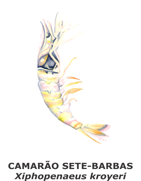 Backbone